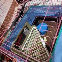 خرگوش مینیاتوری سفید|موش و خرگوش|کرمانشاه, |دیوار