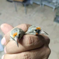 سهره کرمونی و سر سیاه|پرنده|شیراز, گل سرخ|دیوار
