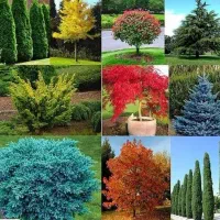 گل و گیاه ویلا