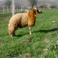 بره قوچ ورن گوسفند کاور