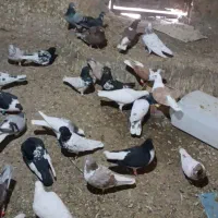 کفتر|پرنده|فریمان, |دیوار