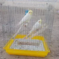 عروس هلندی