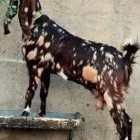 بز چهار قلو زا کاموری پلنگی آبستن