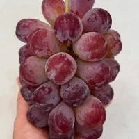 توزیع کود فصل  زمستانه|خدمات باغبانی و درختکاری|تهران, شهرک چیتگر|دیوار