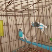 عروس هلندی و مرغ عشق|پرنده|برخوار, |دیوار