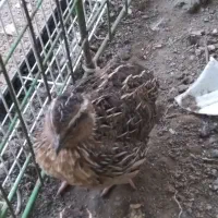 بلدرچین نر ۲ ماهه|حیوانات مزرعه|مشهد, طبرسی شمالی|دیوار