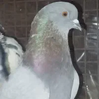 کفتر تهرانی|پرنده|تهران, شهرک رضویه|دیوار