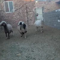میش وکاوه بره آبستن