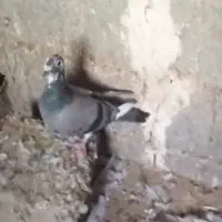 چهار عدد ماده