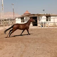 اسب مادیان ترکمن اصل 4 ساله