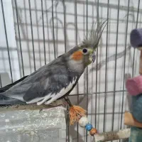 طوطی عروس هلندی