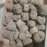 خرید و فروش دنبلان تازه