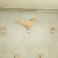 کبوتر زرد و سفید کلایی