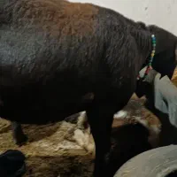 گوسفند شیشک آبستن تظمین .عطیقه داره شیر میکنه|حیوانات مزرعه|جلین, |دیوار