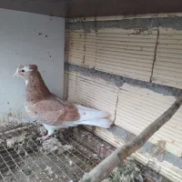 کبوتر تزیینی و زینتی فروش و معاوضه