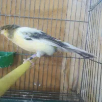 نر ابلق زرد کاکلی
