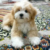 سگ پاپی شیتزو