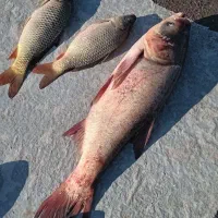 ماهی زنده کپور آمور فیت فاک|ماهی|گرگان, |دیوار