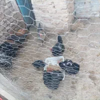 مرغ محلی