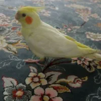 طوطی برزیلی