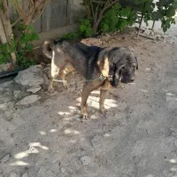 سگ پژدر دوتا توله ماده