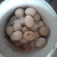 تخم اردک اسرائیلی نطفه دار