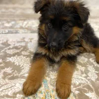 ژرمن شپرد شولاین اصل|سگ|اردبیل, |دیوار