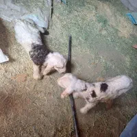 بره شیری ۲ راس