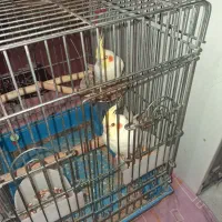 عروس هلندی لوتینو چشم شرابی