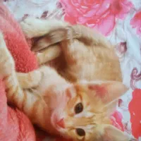 واگذاری بچه گربه ماده