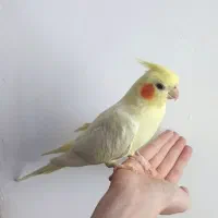 عروس هلندی