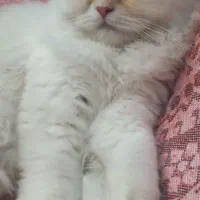 فروش بچه گربه