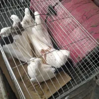 شونی دمبی|پرنده|معمولان, |دیوار