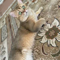 گربه نر بالغ گلد|گربه|بناب, |دیوار