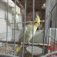 جفت عروس هلندی معاوضه با فنچ کرواتی یا فنچ جغدی