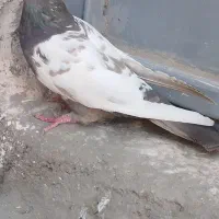 جفت سینه سیاه