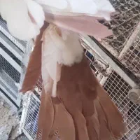 دم سرخ،، سینه زرد|پرنده|شهرضا, |دیوار