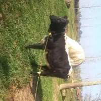 فروش گوساله ماده|حیوانات مزرعه|سیاهکل, |دیوار