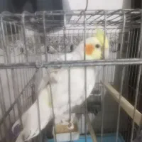 پرنده عروس هلندی سخنگو|پرنده|زرقان, |دیوار