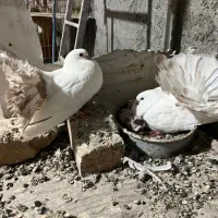 چتری کانادایی|پرنده|کاشان, لتحر|دیوار