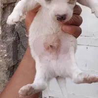 توله پاپی