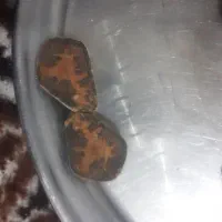 سنگهای خاص برای انگشتر وکلکسیون|جواهرات|تبریز, |دیوار