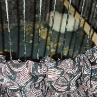 طوطی کوتوله یک عددویک جفت مرغ عشق با تخم