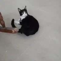 گمشده در رویان گربه تاکسیدو نر یکساله|حیوانات|رویان, |دیوار