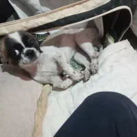 واگزاری سگ شیواوا