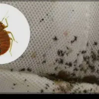 سمپاشی سمپاشی پردیسان قم شبانه روزی تضمینی|خدمات نظافت|قم, بکایی|دیوار