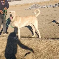 واگذاری سگ نگهبان