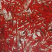 ماهی قرمز(نگهداری و پرورش)