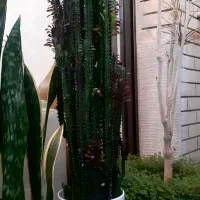 گل افوربیا