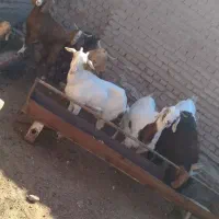 بز ابست|حیوانات مزرعه|بیرجند, |دیوار